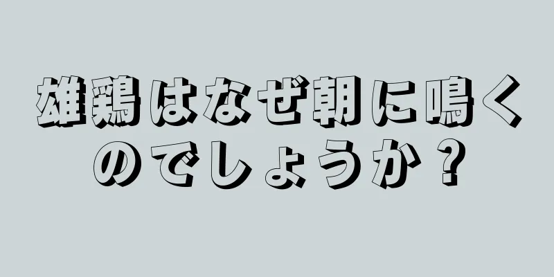 雄鶏はなぜ朝に鳴くのでしょうか？