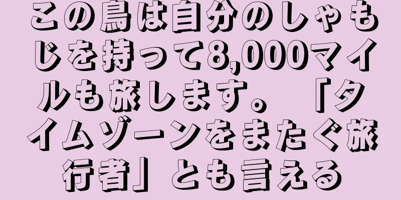 この鳥は自分のしゃもじを持って8,000マイルも旅します。 「タイムゾーンをまたぐ旅行者」とも言える