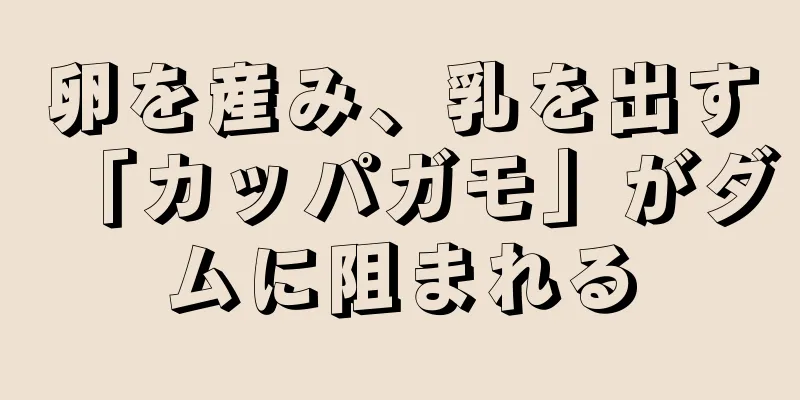 卵を産み、乳を出す「カッパガモ」がダムに阻まれる