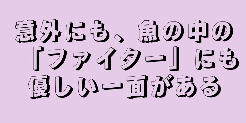 意外にも、魚の中の「ファイター」にも優しい一面がある