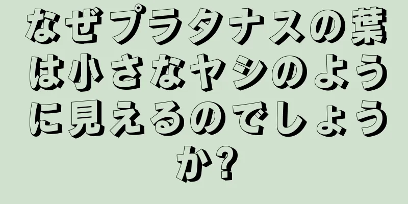 なぜプラタナスの葉は小さなヤシのように見えるのでしょうか?