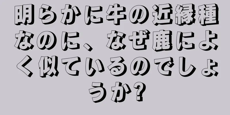 明らかに牛の近縁種なのに、なぜ鹿によく似ているのでしょうか?