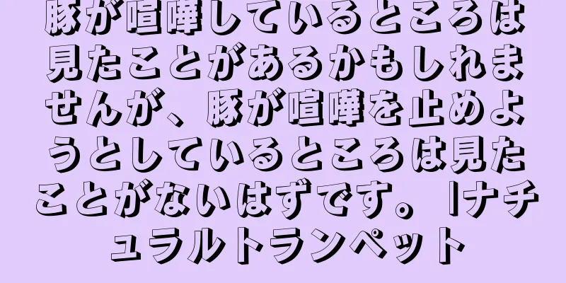 豚が喧嘩しているところは見たことがあるかもしれませんが、豚が喧嘩を止めようとしているところは見たことがないはずです。 |ナチュラルトランペット