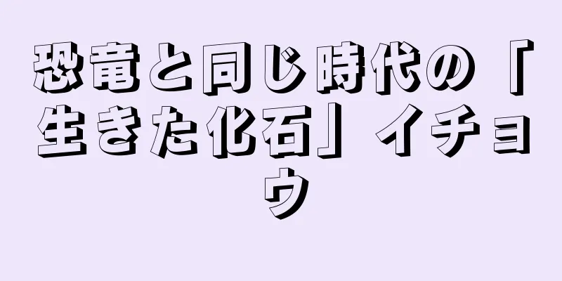 恐竜と同じ時代の「生きた化石」イチョウ