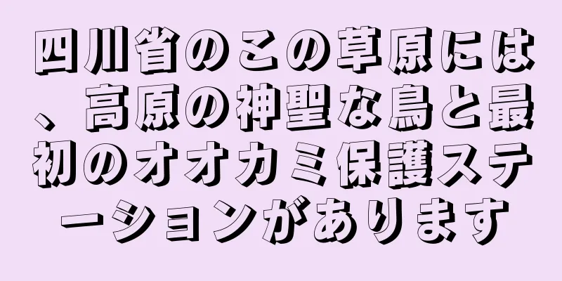 四川省のこの草原には、高原の神聖な鳥と最初のオオカミ保護ステーションがあります