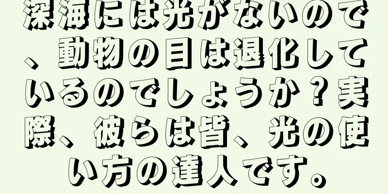 深海には光がないので、動物の目は退化しているのでしょうか？実際、彼らは皆、光の使い方の達人です。