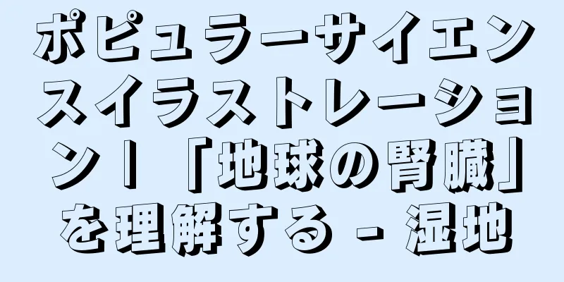 ポピュラーサイエンスイラストレーション | 「地球の腎臓」を理解する - 湿地