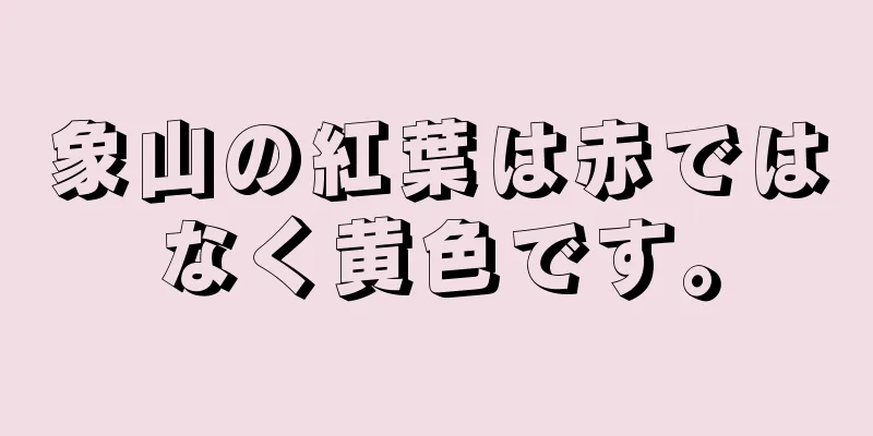 象山の紅葉は赤ではなく黄色です。