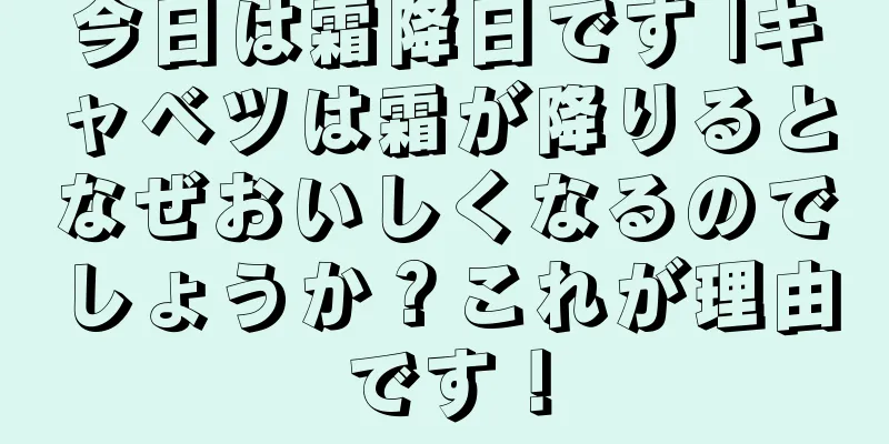 今日は霜降日です |キャベツは霜が降りるとなぜおいしくなるのでしょうか？これが理由です！