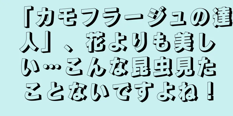 「カモフラージュの達人」、花よりも美しい…こんな昆虫見たことないですよね！