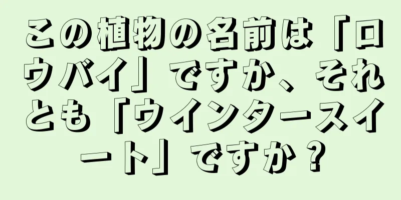 この植物の名前は「ロウバイ」ですか、それとも「ウインタースイート」ですか？