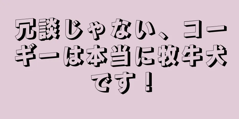 冗談じゃない、コーギーは本当に牧牛犬です！