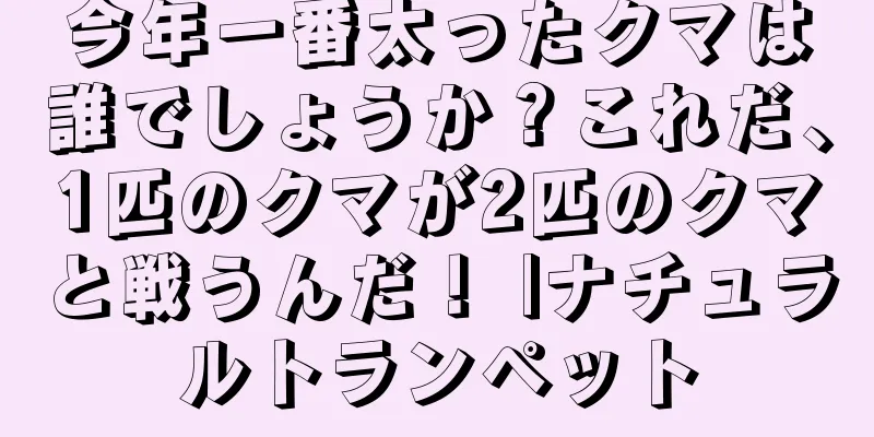 今年一番太ったクマは誰でしょうか？これだ、1匹のクマが2匹のクマと戦うんだ！ |ナチュラルトランペット