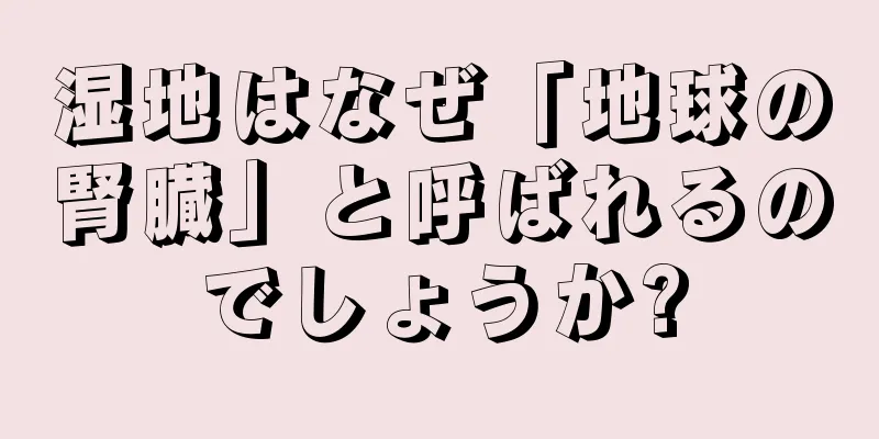 湿地はなぜ「地球の腎臓」と呼ばれるのでしょうか?