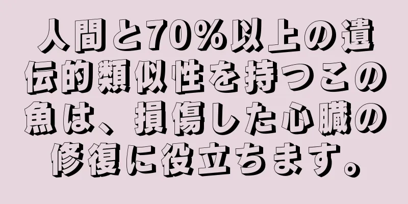 人間と70%以上の遺伝的類似性を持つこの魚は、損傷した心臓の修復に役立ちます。