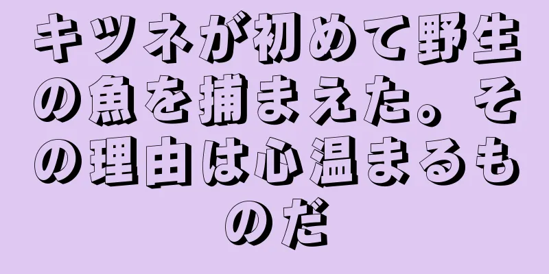 キツネが初めて野生の魚を捕まえた。その理由は心温まるものだ