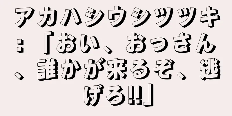 アカハシウシツツキ: 「おい、おっさん、誰かが来るぞ、逃げろ!!」