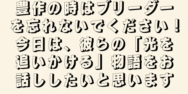 豊作の時はブリーダーを忘れないでください！今日は、彼らの「光を追いかける」物語をお話ししたいと思います
