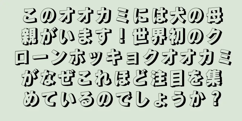 このオオカミには犬の母親がいます！世界初のクローンホッキョクオオカミがなぜこれほど注目を集めているのでしょうか？