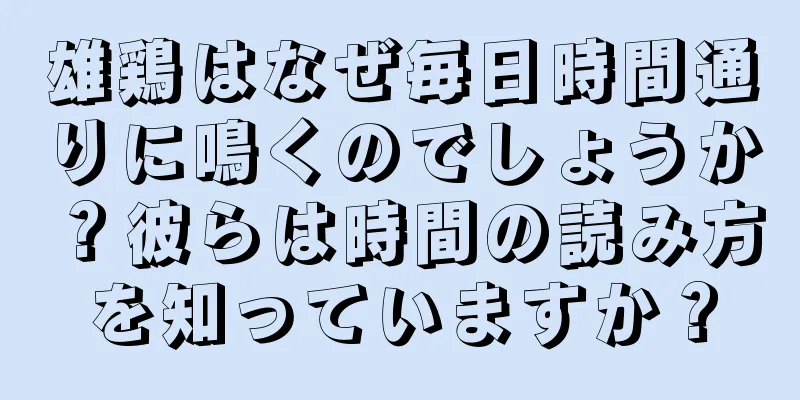 雄鶏はなぜ毎日時間通りに鳴くのでしょうか？彼らは時間の読み方を知っていますか？
