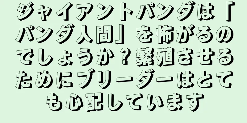 ジャイアントパンダは「パンダ人間」を怖がるのでしょうか？繁殖させるためにブリーダーはとても心配しています