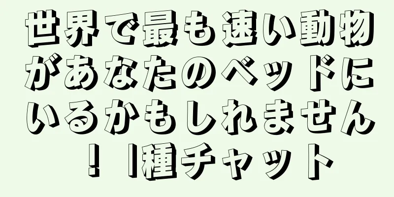 世界で最も速い動物があなたのベッドにいるかもしれません！ |種チャット