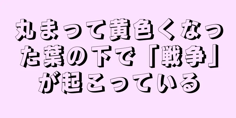 丸まって黄色くなった葉の下で「戦争」が起こっている