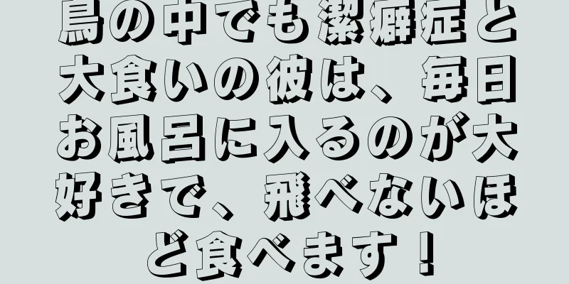鳥の中でも潔癖症と大食いの彼は、毎日お風呂に入るのが大好きで、飛べないほど食べます！