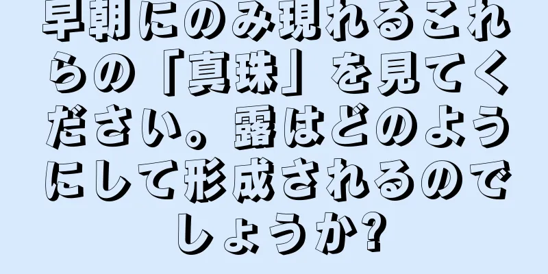 早朝にのみ現れるこれらの「真珠」を見てください。露はどのようにして形成されるのでしょうか?