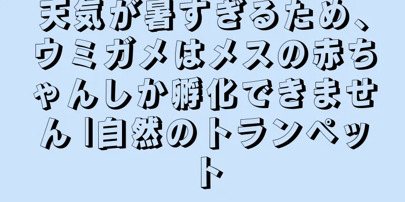 天気が暑すぎるため、ウミガメはメスの赤ちゃんしか孵化できません |自然のトランペット