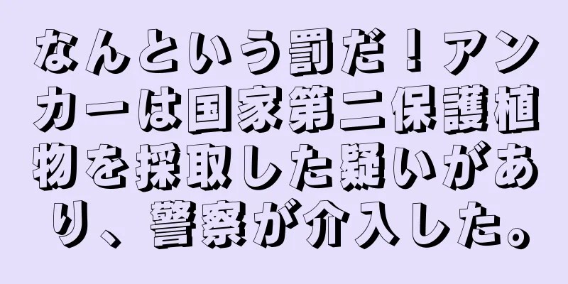 なんという罰だ！アンカーは国家第二保護植物を採取した疑いがあり、警察が介入した。