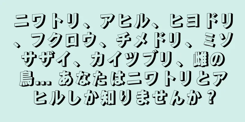 ニワトリ、アヒル、ヒヨドリ、フクロウ、チメドリ、ミソサザイ、カイツブリ、雌の鳥... あなたはニワトリとアヒルしか知りませんか？