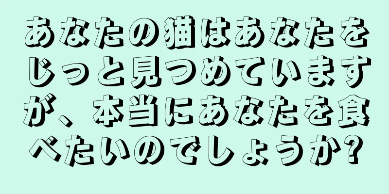 あなたの猫はあなたをじっと見つめていますが、本当にあなたを食べたいのでしょうか?