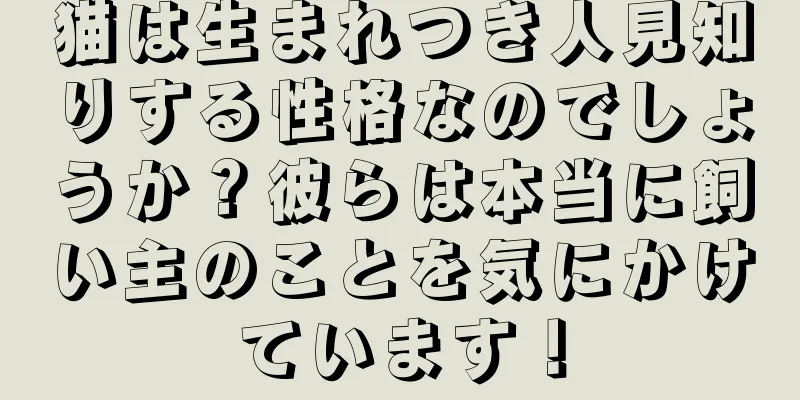 猫は生まれつき人見知りする性格なのでしょうか？彼らは本当に飼い主のことを気にかけています！