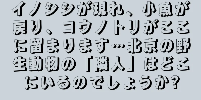 イノシシが現れ、小魚が戻り、コウノトリがここに留まります…北京の野生動物の「隣人」はどこにいるのでしょうか?