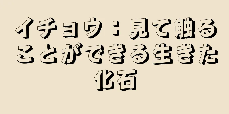 イチョウ：見て触ることができる生きた化石