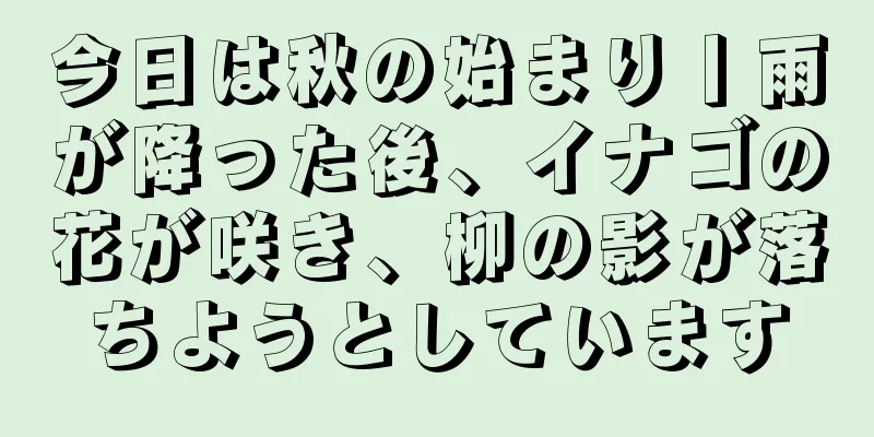 今日は秋の始まり丨雨が降った後、イナゴの花が咲き、柳の影が落ちようとしています