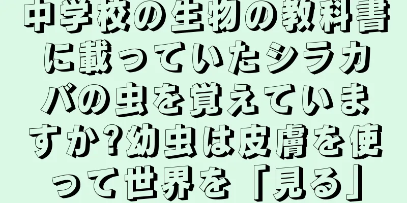 中学校の生物の教科書に載っていたシラカバの虫を覚えていますか?幼虫は皮膚を使って世界を「見る」