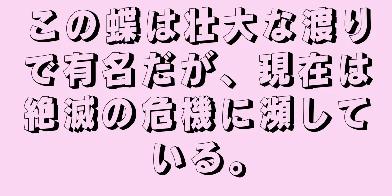 この蝶は壮大な渡りで有名だが、現在は絶滅の危機に瀕している。