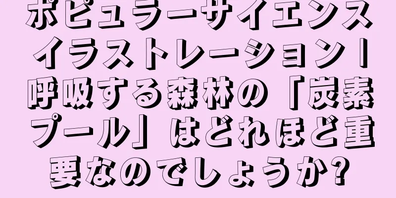 ポピュラーサイエンスイラストレーション |呼吸する森林の「炭素プール」はどれほど重要なのでしょうか?