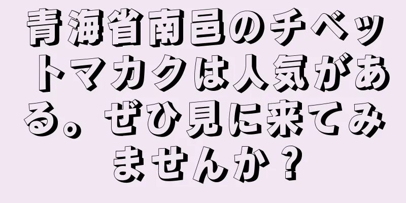 青海省南邑のチベットマカクは人気がある。ぜひ見に来てみませんか？
