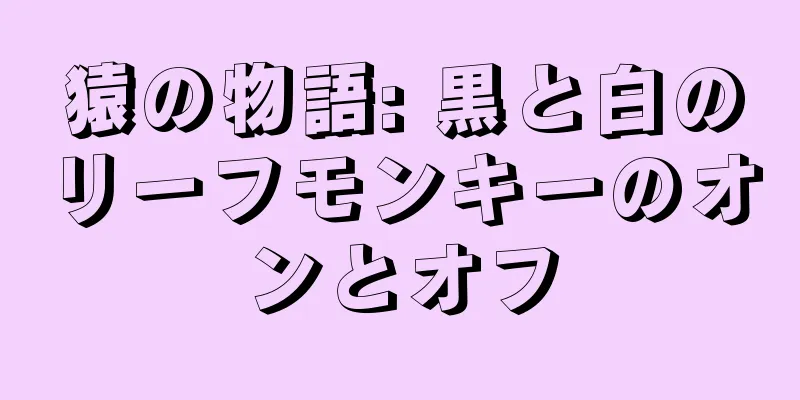 猿の物語: 黒と白のリーフモンキーのオンとオフ