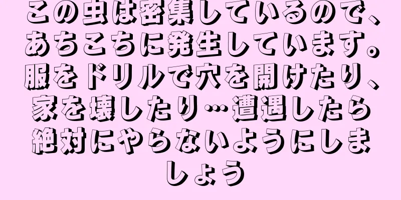 この虫は密集しているので、あちこちに発生しています。服をドリルで穴を開けたり、家を壊したり…遭遇したら絶対にやらないようにしましょう