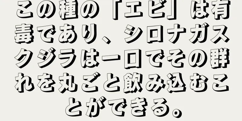 この種の「エビ」は有毒であり、シロナガスクジラは一口でその群れを丸ごと飲み込むことができる。