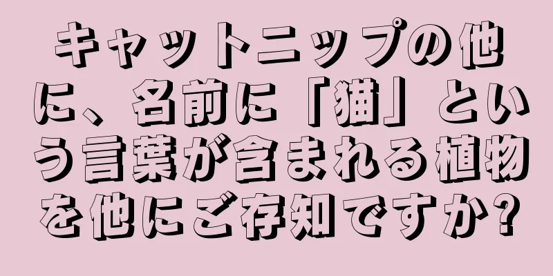 キャットニップの他に、名前に「猫」という言葉が含まれる植物を他にご存知ですか?