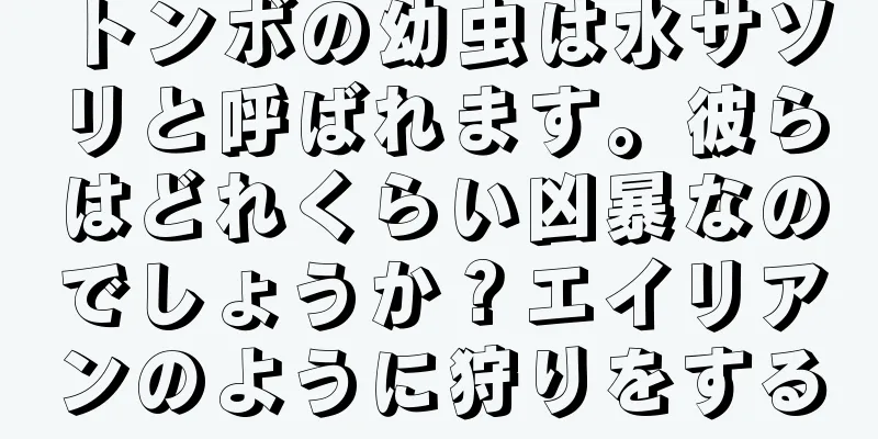 トンボの幼虫は水サソリと呼ばれます。彼らはどれくらい凶暴なのでしょうか？エイリアンのように狩りをする