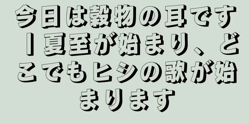 今日は穀物の耳です丨夏至が始まり、どこでもヒシの歌が始まります