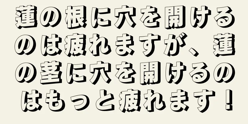 蓮の根に穴を開けるのは疲れますが、蓮の茎に穴を開けるのはもっと疲れます！
