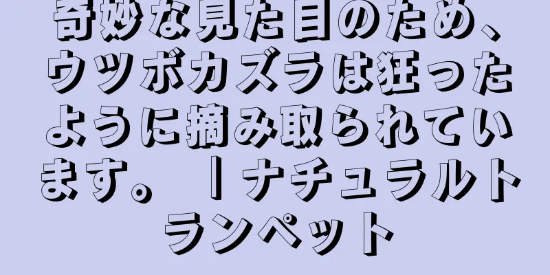 奇妙な見た目のため、ウツボカズラは狂ったように摘み取られています。 ｜ナチュラルトランペット