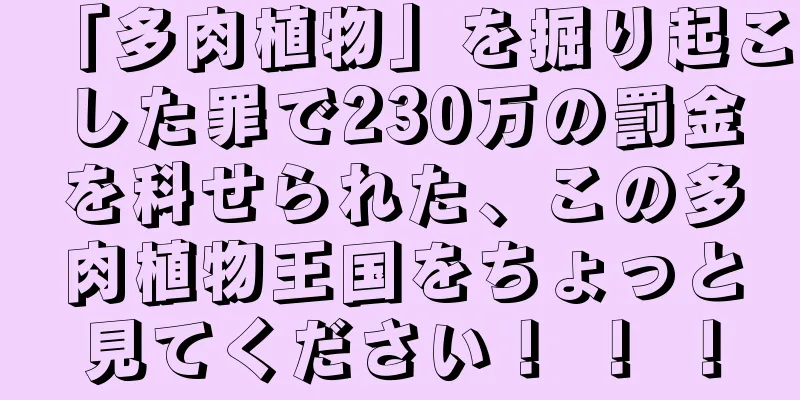 「多肉植物」を掘り起こした罪で230万の罰金を科せられた、この多肉植物王国をちょっと見てください！ ！ ！